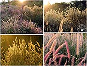 'Grasses at the Roadside in O'Smach' by Asienreisender