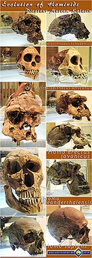Thumbnail 'Human Skulls' by Asienreisender