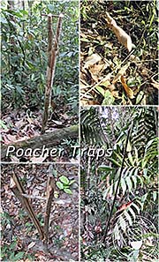 'Animal Traps in the Cardamom Mountains' by Asienreisenderr
