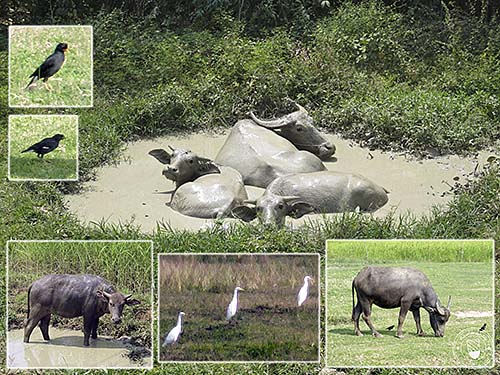 'Water Buffalos' by Asienreisender