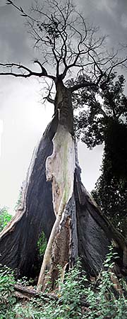 'A Dead Tree Giant' by Asienreisender