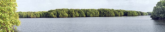'Mangrove Forests at Koh Kongs Coastline' by Asienreisender