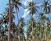 'Inside a Coconut Plantation' by Asienreisender