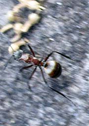 'An Ant' by Asienreisender