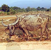 'A Water Buffalo, Covered in Mud' by Asienreisender
