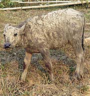 'A Water Buffalo Calf, Covered in Mud' by Asienreisender