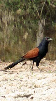 'A Greater Coucal' by Asienreisender
