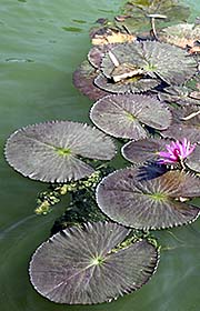 'Lotus on the Mun River' by Asienreisender