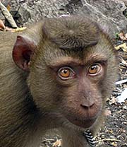 'A Macaque at Phnom Sampeou' by Asienreisender