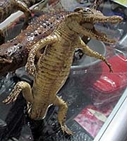 'Stuffed Baby Crocodile' by Asienreisender