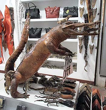 'A Stuffed Crocodile in a Tourist Shop' by Asienreisender