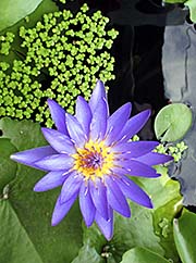'Lotus Flower' by Asienreisender