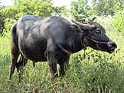 'A Water Buffalo at Ban Ku' by Asienreisender