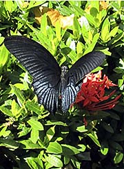 'Butterfly' by Asienreisender