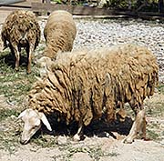 'Sheep' by Asienreisender