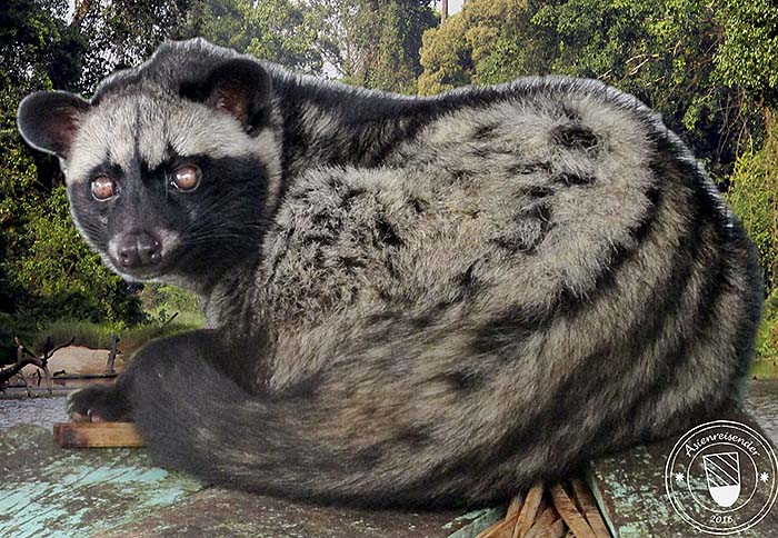 'Large Indian Civet Cat' by Asienreisender