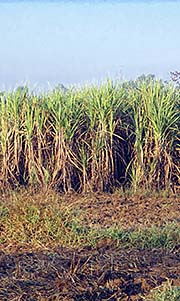 'Sugar Cane' by Asienreisender