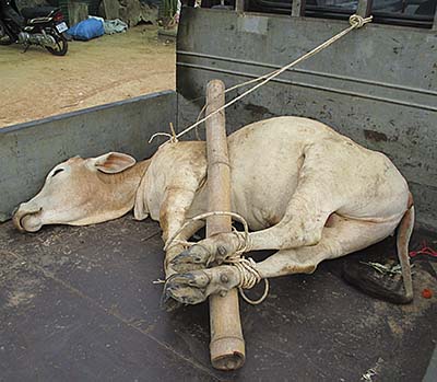 'Animal Cruelty' by Asienreisender