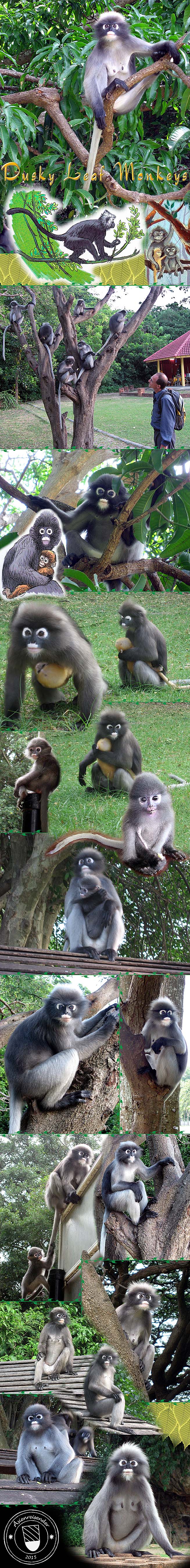Photocomposition 'Dusky Leaf Monkeys' by Asienreisender