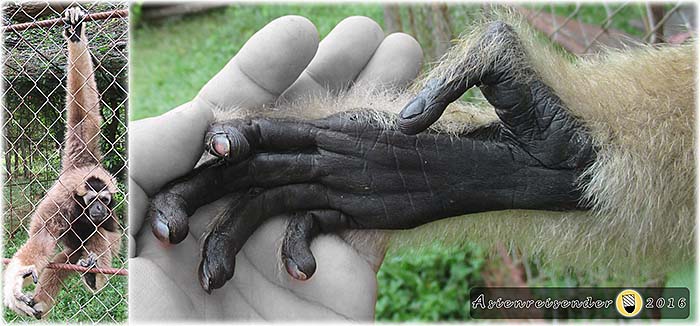 'A Gibbons Hand' by Asienreisender