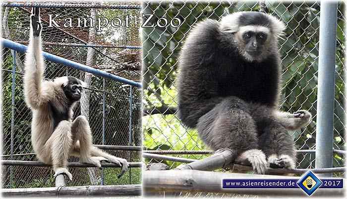 'Gibbons in Teuk Chhou Zoo | Kampot | Cambodia' by Asienreisender
