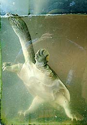 'A Turtle in a Restaurant Aquarium in Ham Tien | Mui Ne' by Asienreisender