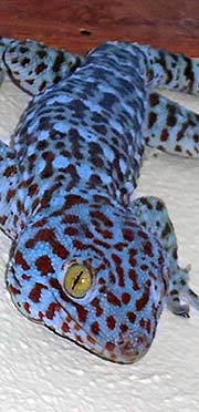 'Tokay Gecko | Phetchabun | Thailand' by Asienreisender
