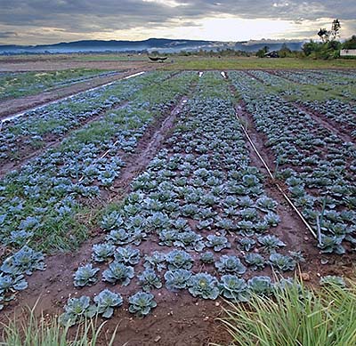 'Cabbage Field | Phetchabun' by Asienreisender