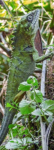 'Dragon | Lizard in the Cameron Highlands' by Asienreisender