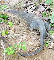 'Monitor Lizard at Marang River | Malaysia' by Asienreisender