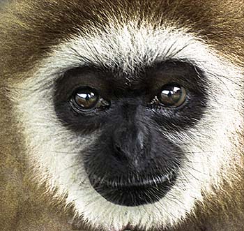 'Face of a Gibbon Ape' by Asienreisender