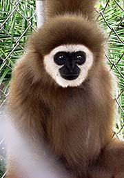 'Gibbon' by Asienreisender