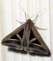'A Moth' by Asienreisender