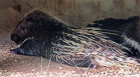 'Porcupine in Teuk Chhou Zoo | Kampot' by Asienreisender