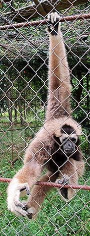 'A pileated gibbon in Teuk Chhou Zoo | Kampot | Cambodia' by Asienreisender