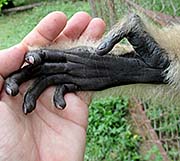 'Hand of a Gibbon' by Asienreisender