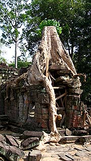 'A Figtree grows on a Building of Preah Khan' by Asienreisender