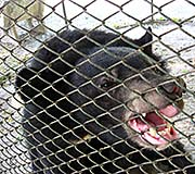 'Malayan Sun Bear in Lopburi Zoo / Thailand' by Asienreisender