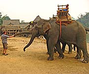 'Elephant is Shacking Hands with Tourist in the Elephant Camp' by Asienreisender