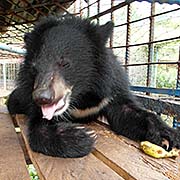'Malayan Sun Bear in Kampot Zoo / Cambodia' by Asienreisender