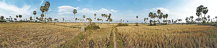 'Rice Fields after Harvest' by Asienreisender