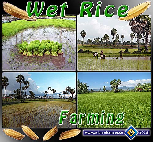 'Wet Rice Farming' by Asienreisender